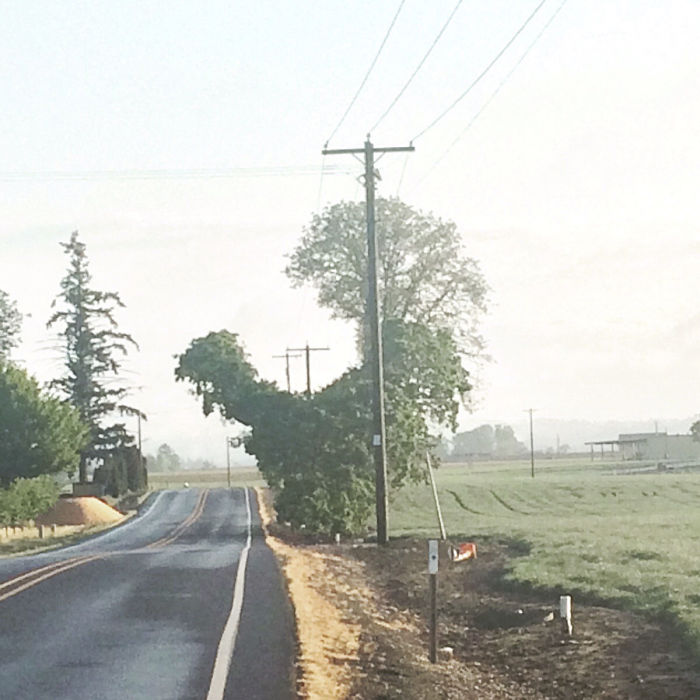 63 Trees That Look Like Something Else And Will Make You Look Twice 63 Trees That Look Like Something Else And Will Make You Look Twice