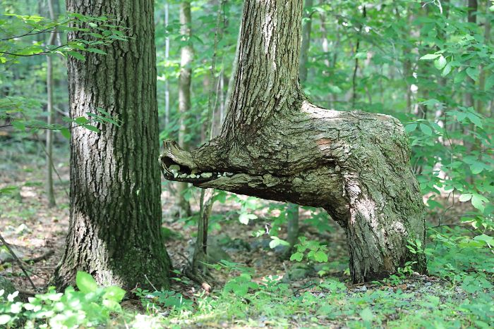 63 Trees That Look Like Something Else And Will Make You Look Twice 63 Trees That Look Like Something Else And Will Make You Look Twice