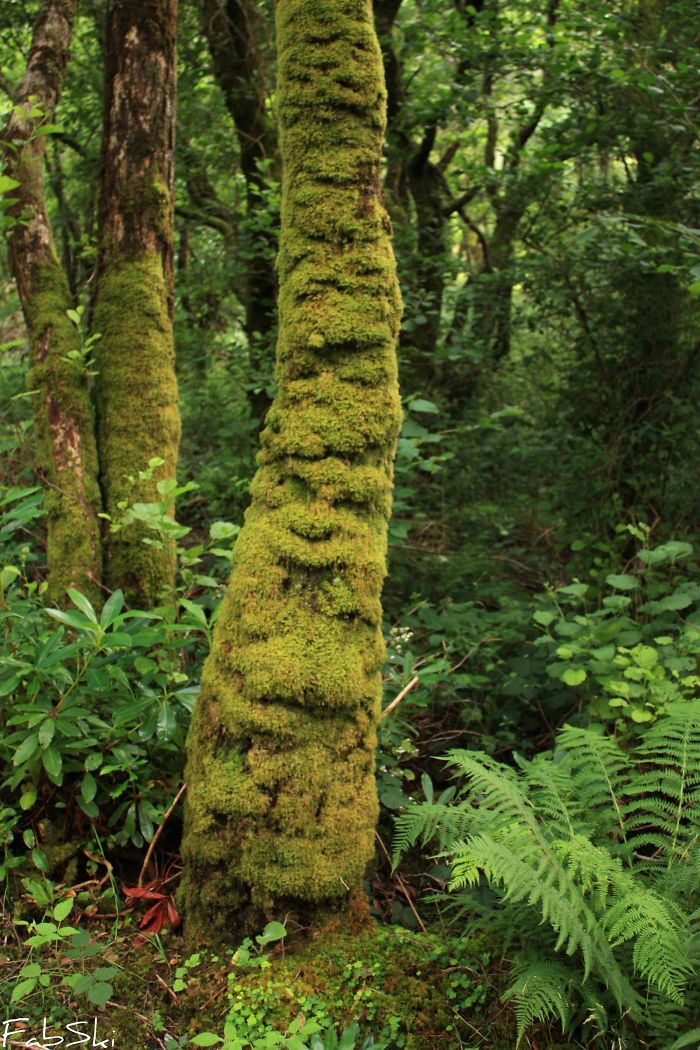 63 Trees That Look Like Something Else And Will Make You Look Twice 63 Trees That Look Like Something Else And Will Make You Look Twice