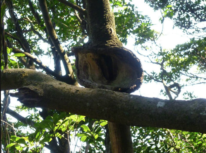 63 Trees That Look Like Something Else And Will Make You Look Twice 63 Trees That Look Like Something Else And Will Make You Look Twice