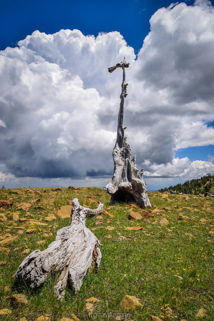 63 Trees That Look Like Something Else And Will Make You Look Twice 63 Trees That Look Like Something Else And Will Make You Look Twice