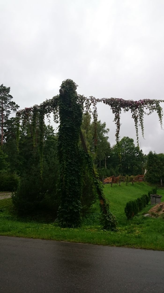 63 Trees That Look Like Something Else And Will Make You Look Twice 63 Trees That Look Like Something Else And Will Make You Look Twice