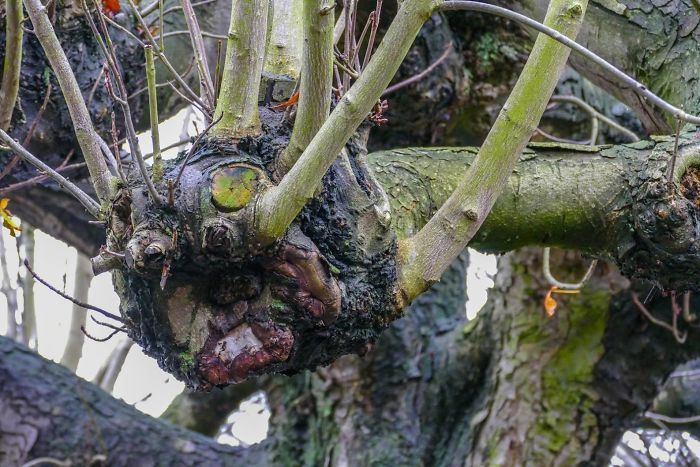 63 Trees That Look Like Something Else And Will Make You Look Twice 63 Trees That Look Like Something Else And Will Make You Look Twice
