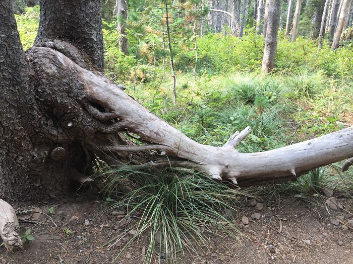 63 Trees That Look Like Something Else And Will Make You Look Twice 63 Trees That Look Like Something Else And Will Make You Look Twice