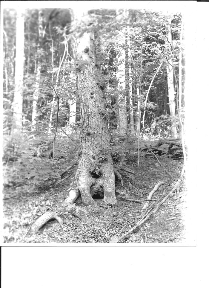 63 Trees That Look Like Something Else And Will Make You Look Twice 63 Trees That Look Like Something Else And Will Make You Look Twice