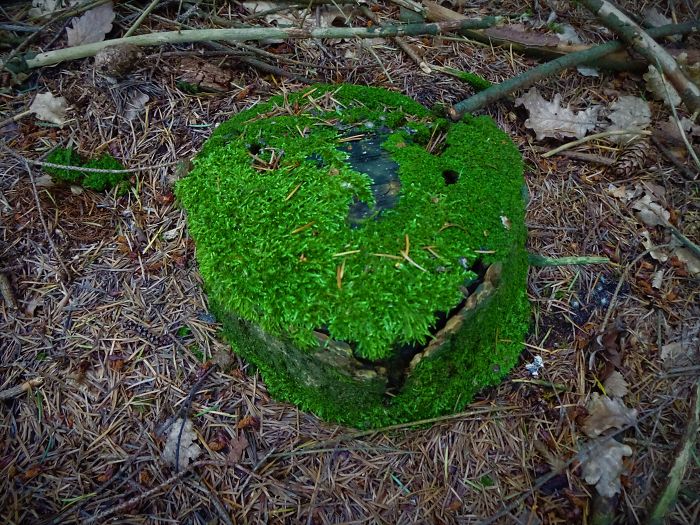 63 Trees That Look Like Something Else And Will Make You Look Twice 63 Trees That Look Like Something Else And Will Make You Look Twice