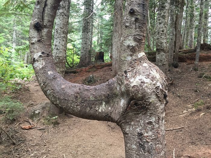 63 Trees That Look Like Something Else And Will Make You Look Twice 63 Trees That Look Like Something Else And Will Make You Look Twice