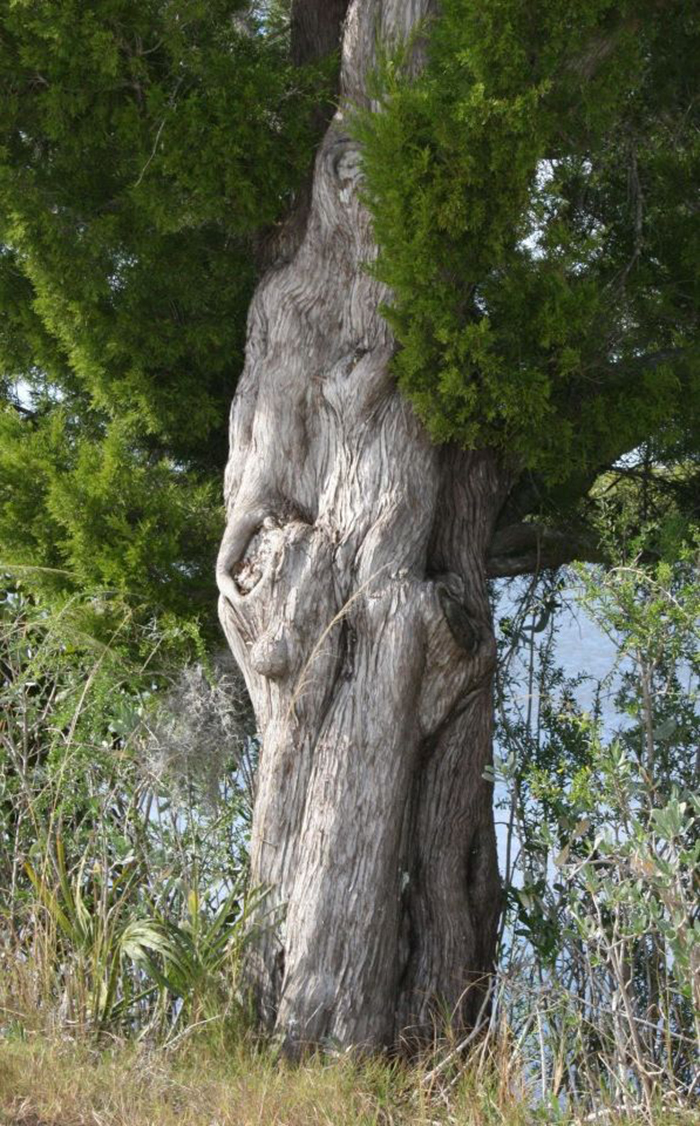 63 Trees That Look Like Something Else And Will Make You Look Twice 63 Trees That Look Like Something Else And Will Make You Look Twice