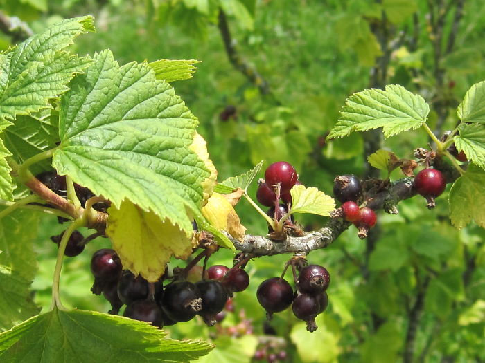 63 Trees That Look Like Something Else And Will Make You Look Twice 63 Trees That Look Like Something Else And Will Make You Look Twice