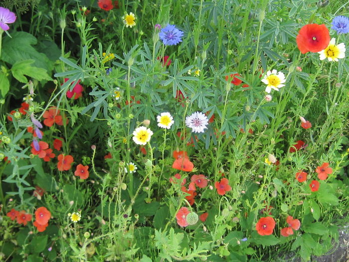 63 Trees That Look Like Something Else And Will Make You Look Twice 63 Trees That Look Like Something Else And Will Make You Look Twice