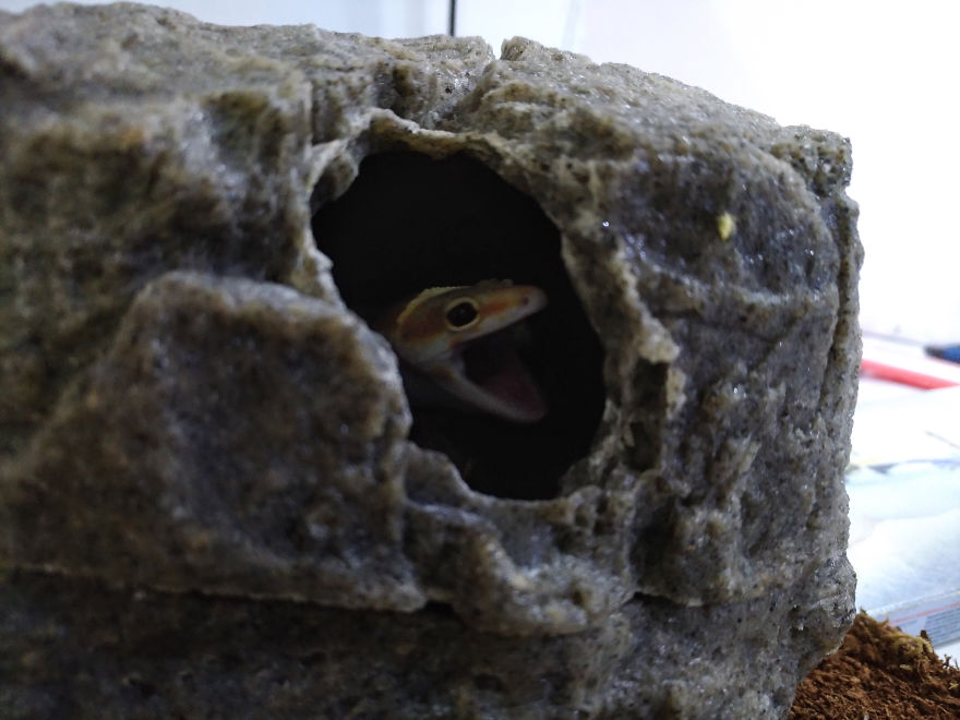 The Cutest Yawning (Or Laughing) Gery The Gecko The Cutest Yawning (Or Laughing) Gery The Gecko