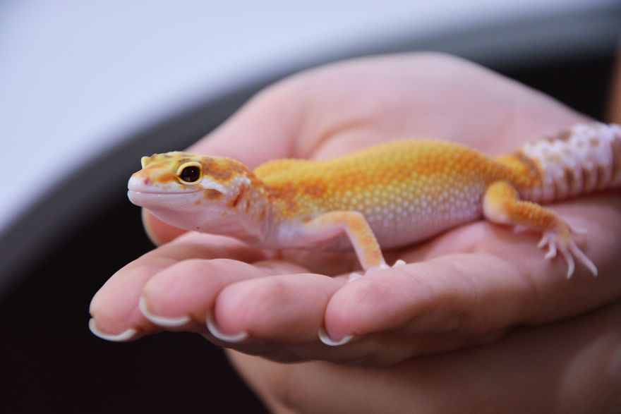 The Cutest Yawning (Or Laughing) Gery The Gecko The Cutest Yawning (Or Laughing) Gery The Gecko