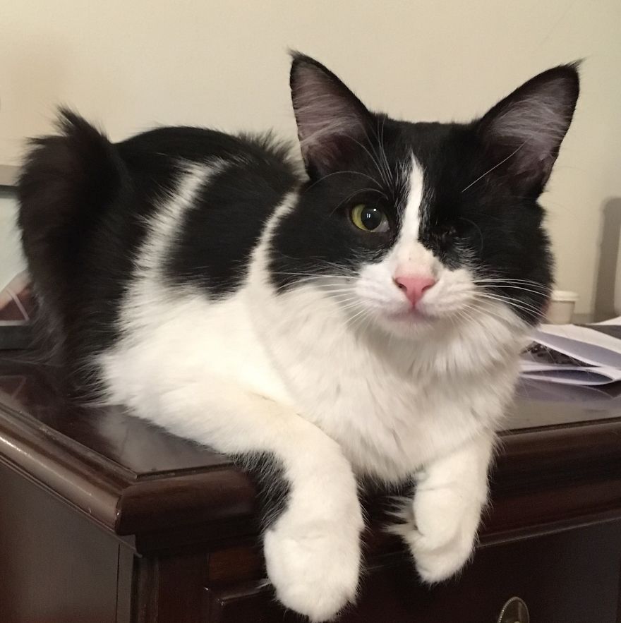 Rescue Animals Are The Best! Share Photos Of The Lives You Have Saved