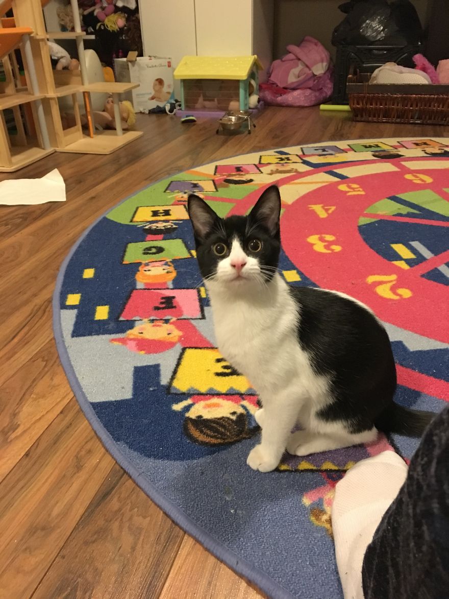 Rescue Animals Are The Best! Share Photos Of The Lives You Have Saved