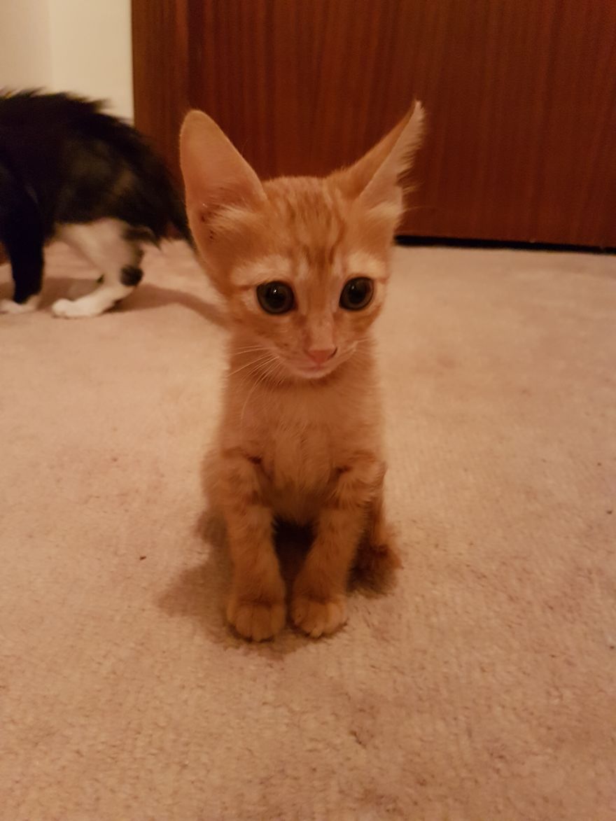 Rescue Animals Are The Best! Share Photos Of The Lives You Have Saved