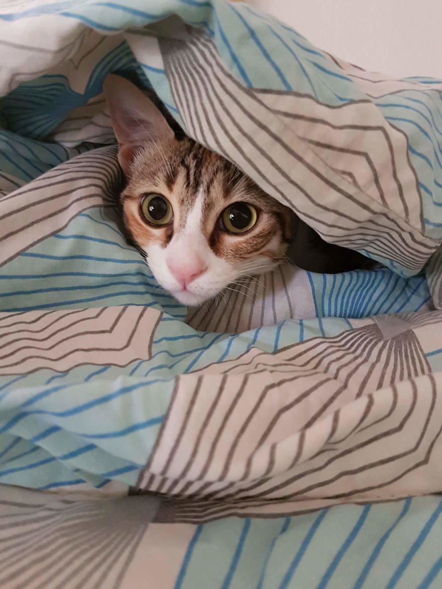 Rescue Animals Are The Best! Share Photos Of The Lives You Have Saved