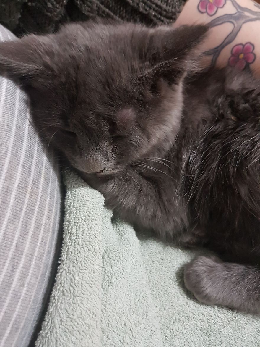 Rescue Animals Are The Best! Share Photos Of The Lives You Have Saved