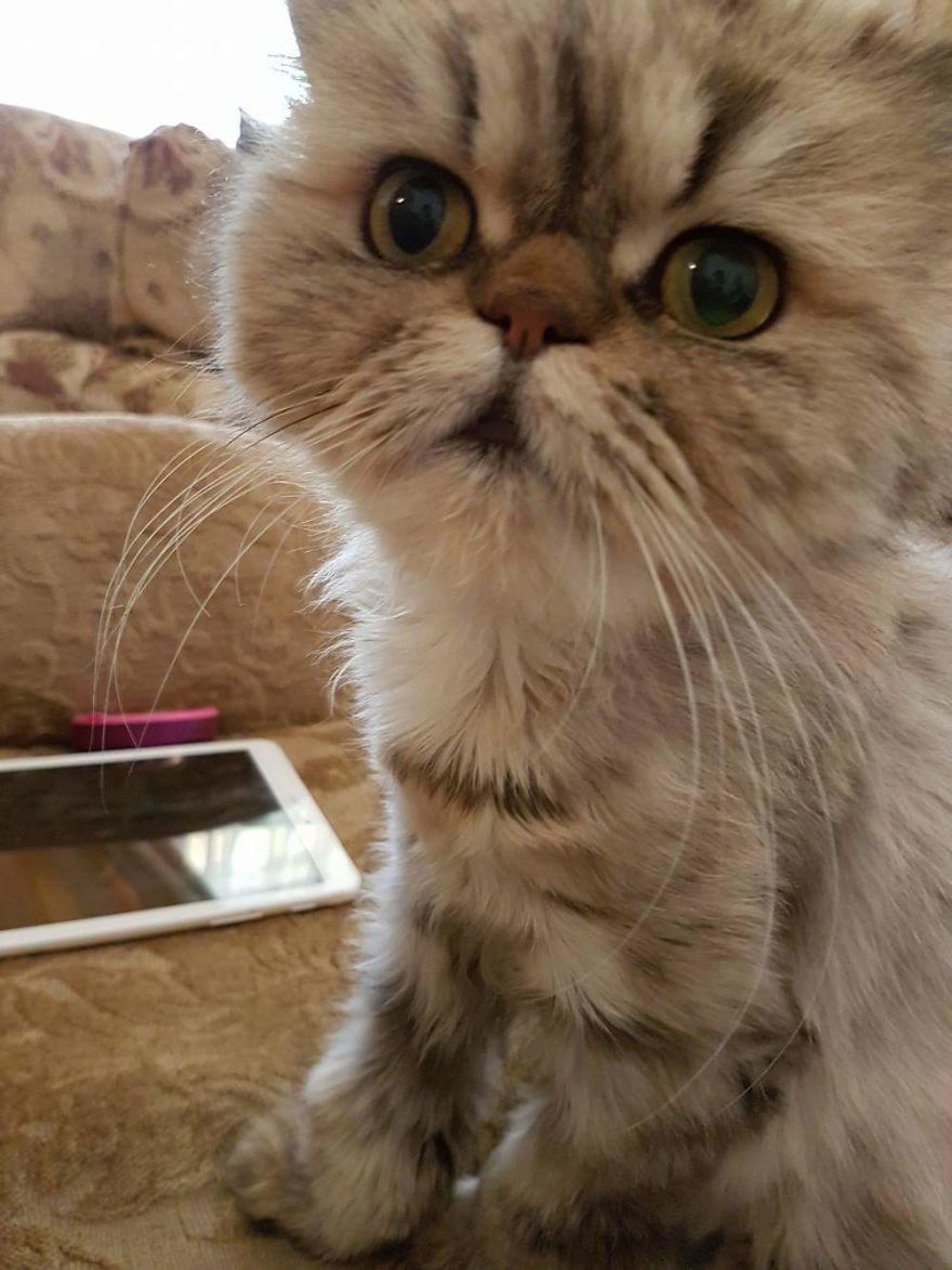 Rescue Animals Are The Best! Share Photos Of The Lives You Have Saved