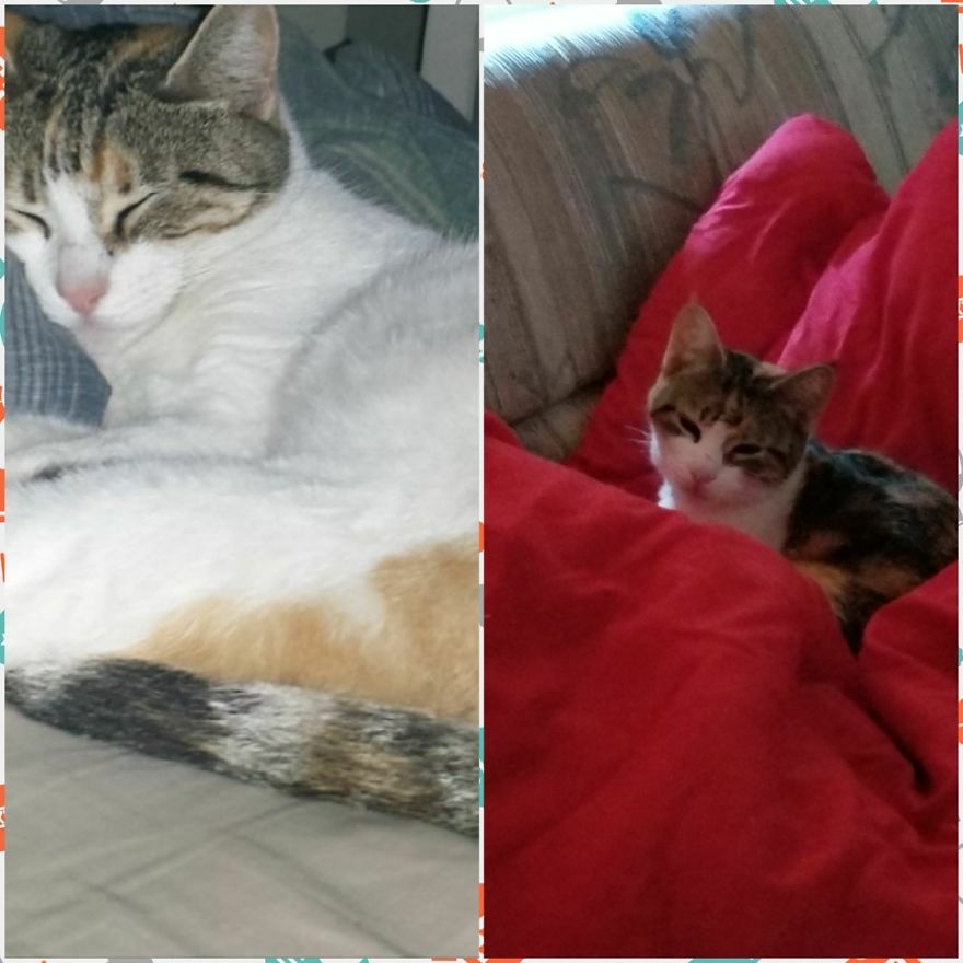 Rescue Animals Are The Best! Share Photos Of The Lives You Have Saved