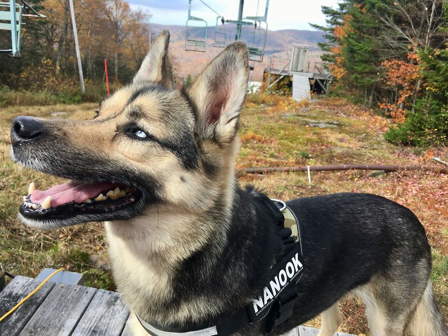 Rescue Animals Are The Best! Share Photos Of The Lives You Have Saved