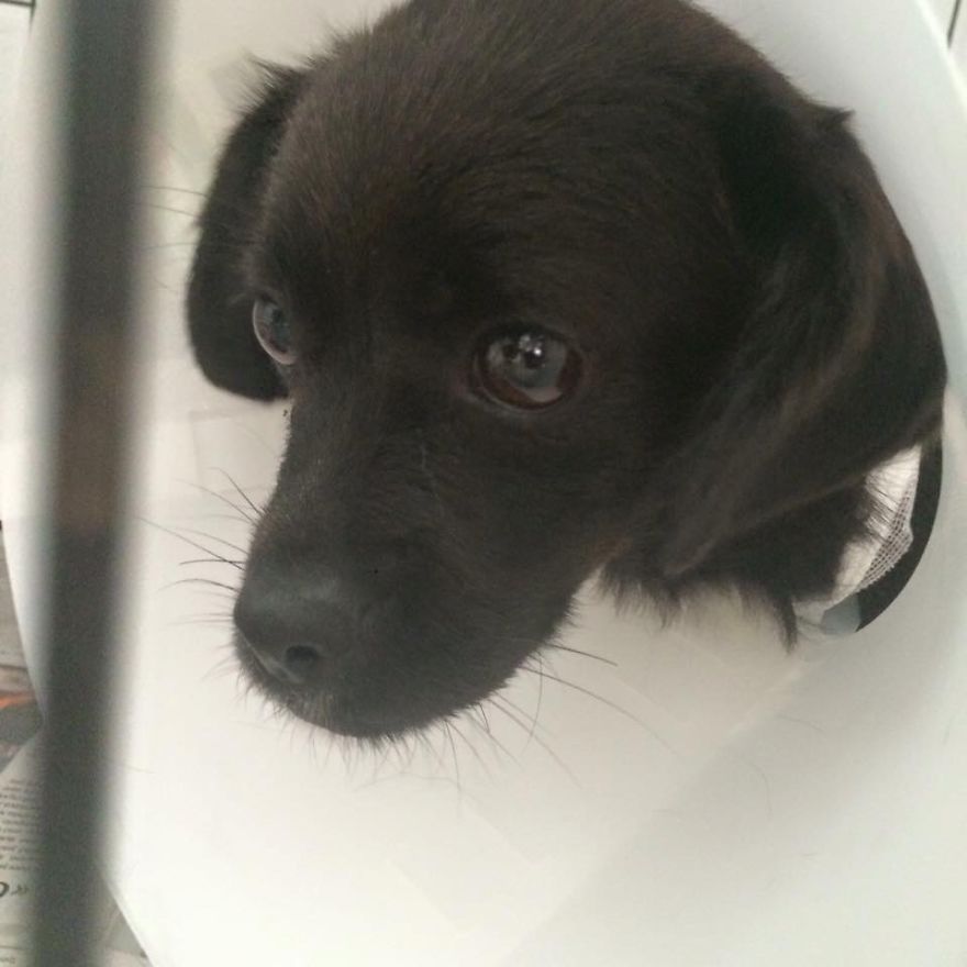 Rescue Animals Are The Best! Share Photos Of The Lives You Have Saved