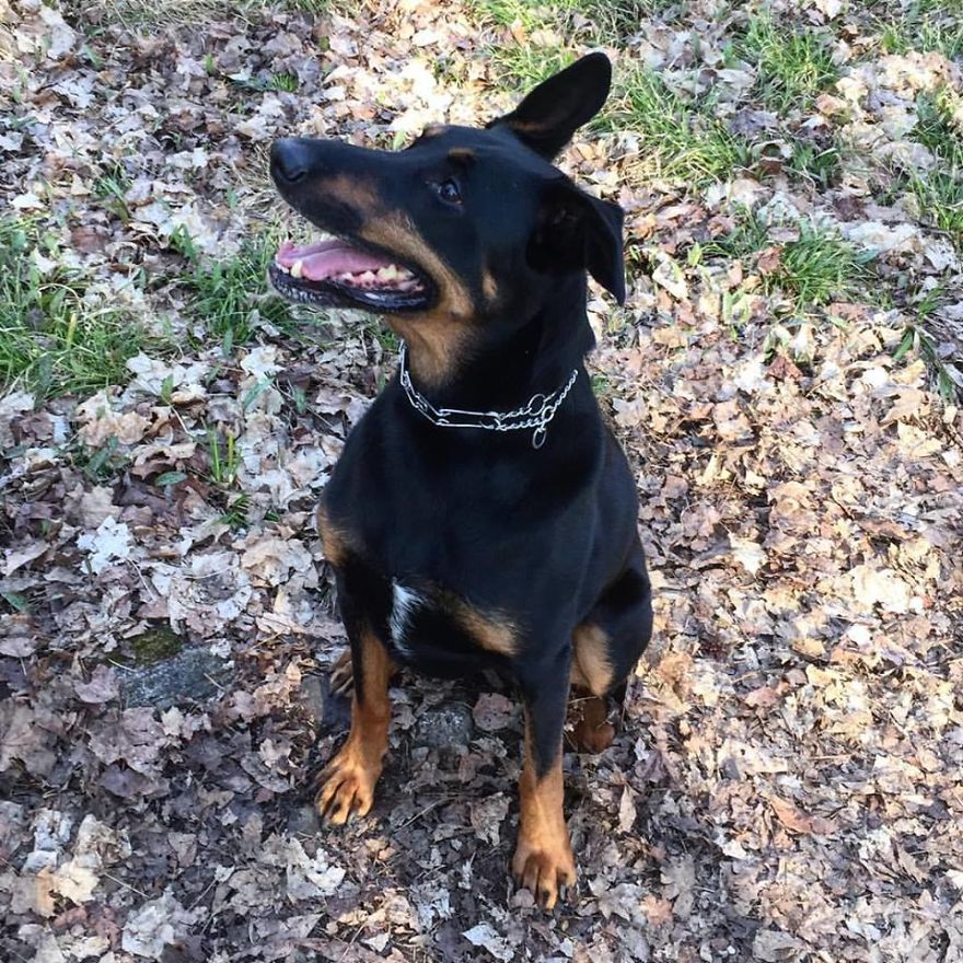 Rescue Animals Are The Best! Share Photos Of The Lives You Have Saved