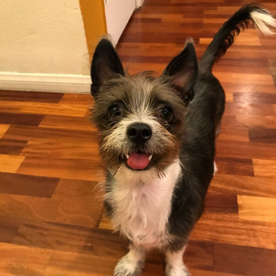 Rescue Animals Are The Best! Share Photos Of The Lives You Have Saved