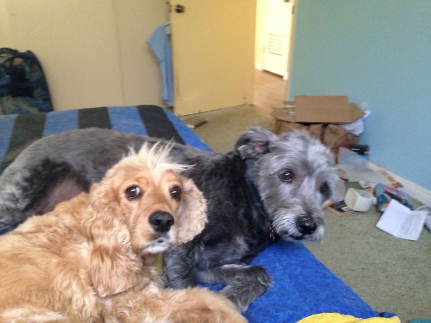 Rescue Animals Are The Best! Share Photos Of The Lives You Have Saved