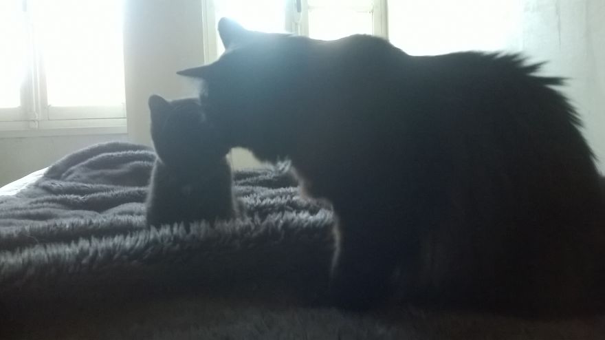 Rescue Animals Are The Best! Share Photos Of The Lives You Have Saved