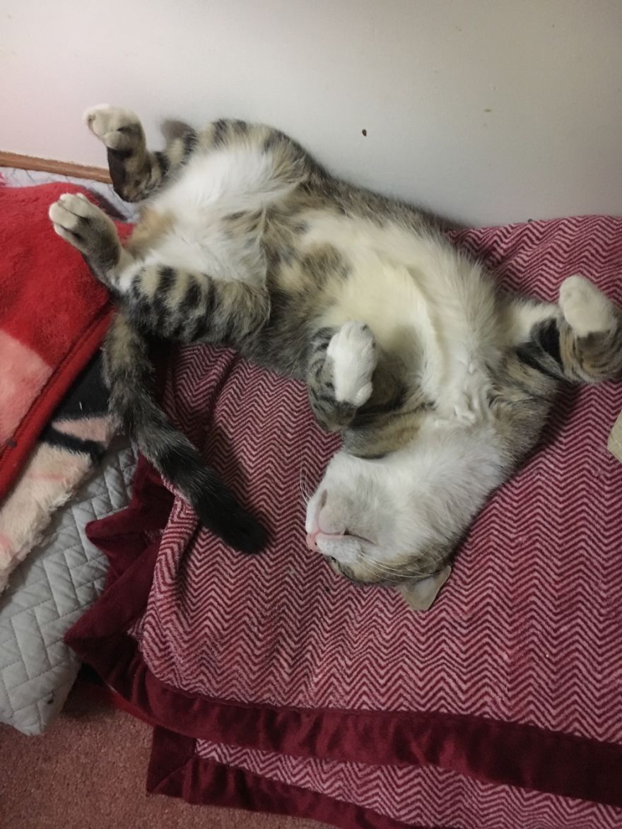 Rescue Animals Are The Best! Share Photos Of The Lives You Have Saved