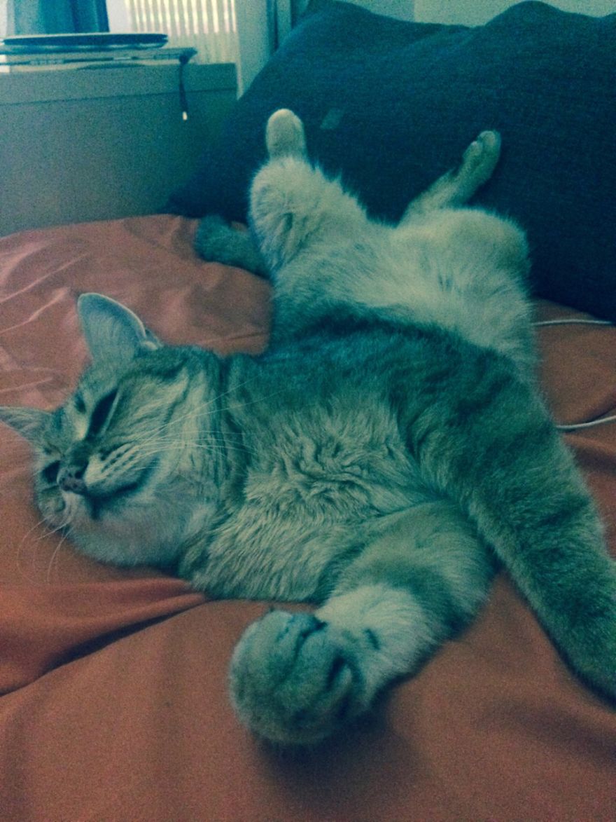 Rescue Animals Are The Best! Share Photos Of The Lives You Have Saved