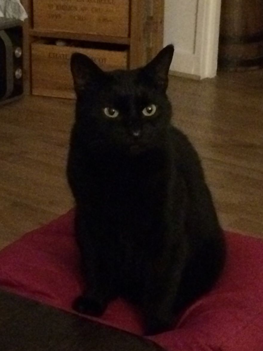 Rescue Animals Are The Best! Share Photos Of The Lives You Have Saved