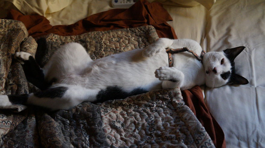 Rescue Animals Are The Best! Share Photos Of The Lives You Have Saved