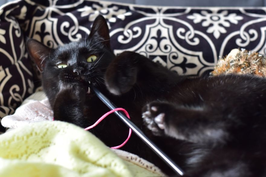 Rescue Animals Are The Best! Share Photos Of The Lives You Have Saved