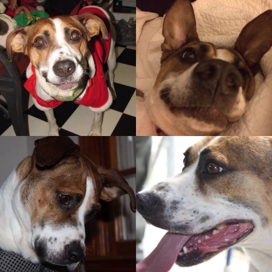 Rescue Animals Are The Best! Share Photos Of The Lives You Have Saved