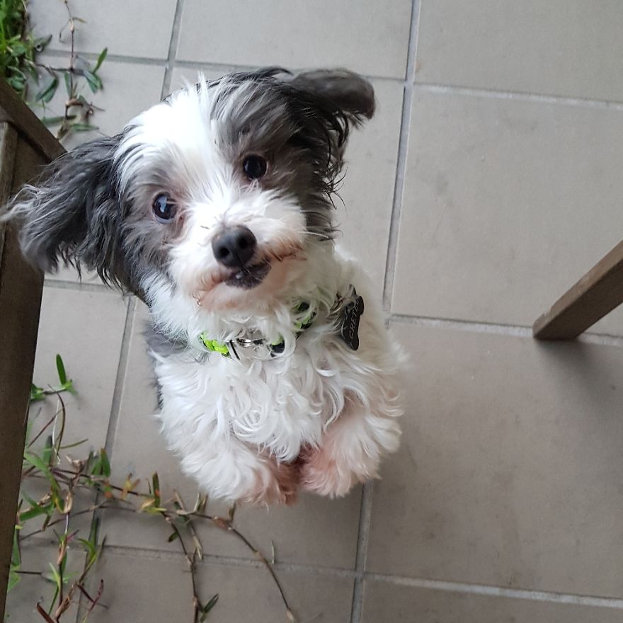 Rescue Animals Are The Best! Share Photos Of The Lives You Have Saved