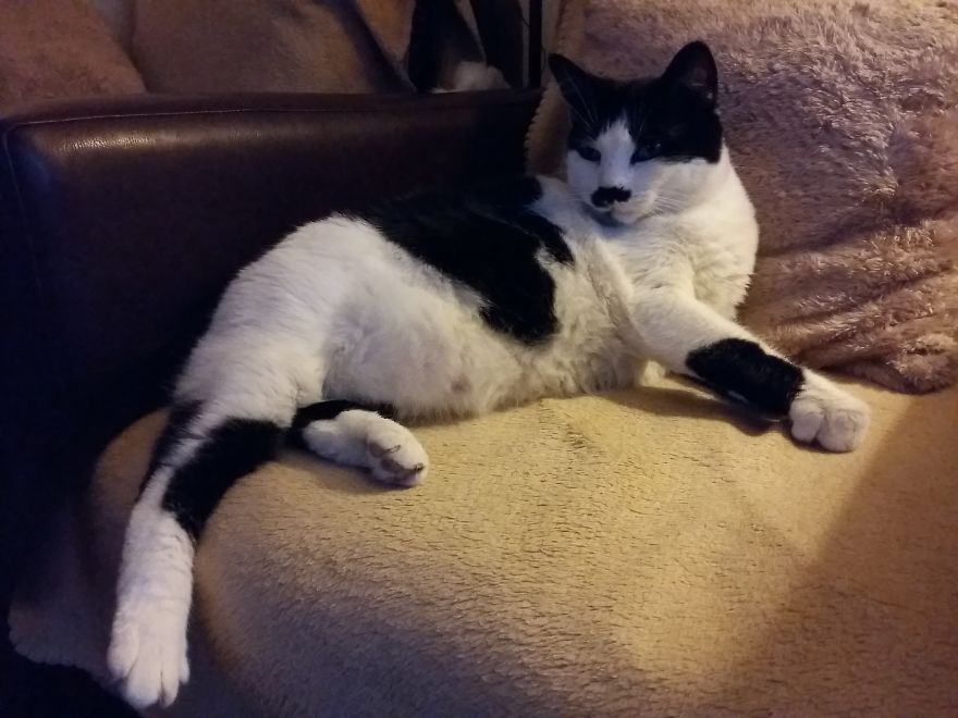 Rescue Animals Are The Best! Share Photos Of The Lives You Have Saved