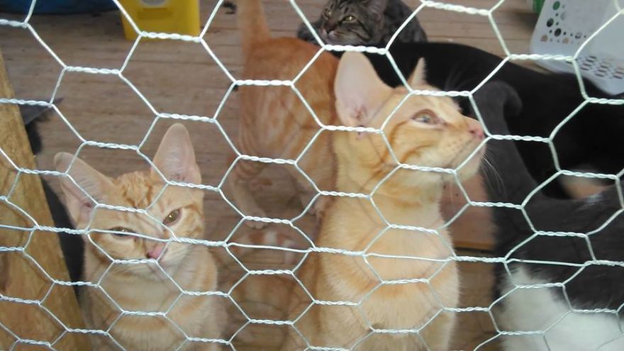 Rescue Animals Are The Best! Share Photos Of The Lives You Have Saved