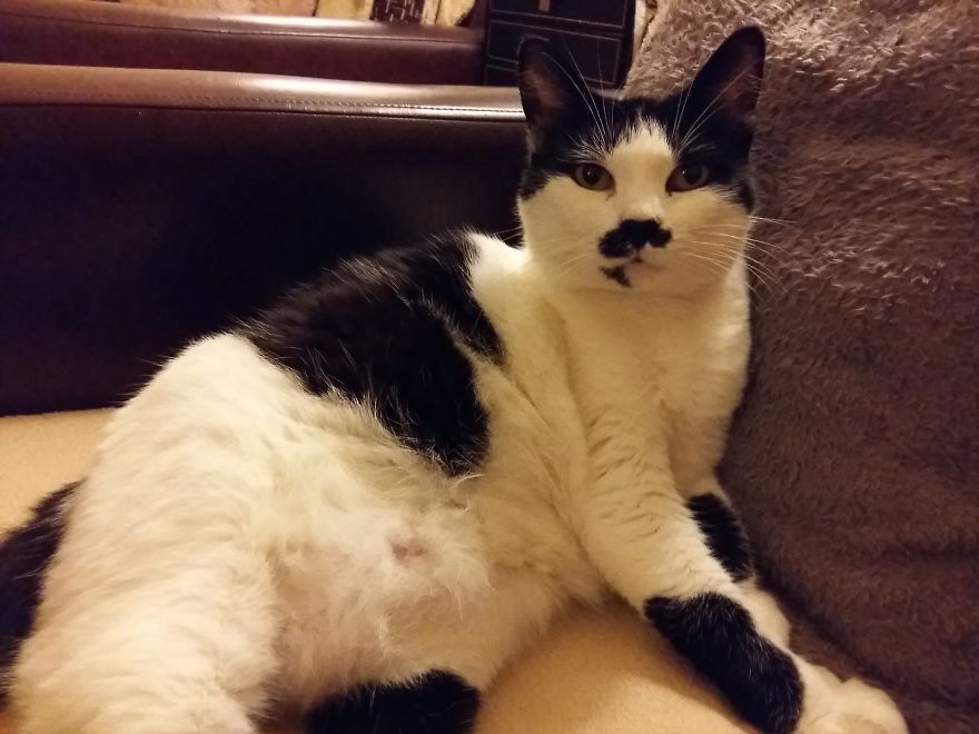 Rescue Animals Are The Best! Share Photos Of The Lives You Have Saved