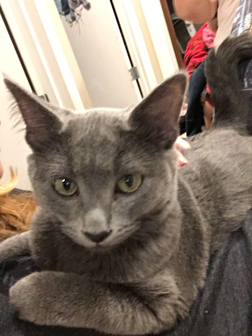 Rescue Animals Are The Best! Share Photos Of The Lives You Have Saved