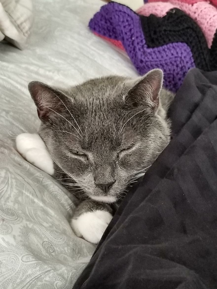 Rescue Animals Are The Best! Share Photos Of The Lives You Have Saved