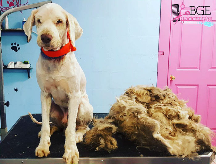 Dog Groomer Opens Shop In Middle Of Night To Give Stray Dog Haircut, Finds Real Beauty Beneath Matted Fur Dog Groomer Opens Shop In Middle Of Night To Give Stray Dog Haircut, Finds Real Beauty Beneath Matted Fur