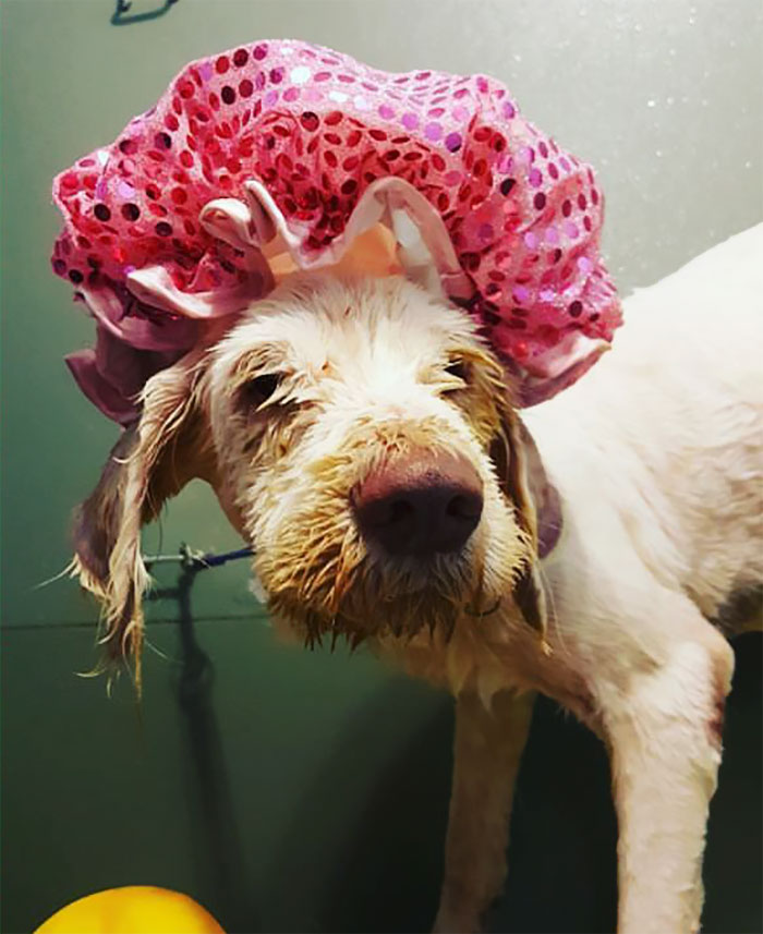 Dog Groomer Opens Shop In Middle Of Night To Give Stray Dog Haircut, Finds Real Beauty Beneath Matted Fur Dog Groomer Opens Shop In Middle Of Night To Give Stray Dog Haircut, Finds Real Beauty Beneath Matted Fur