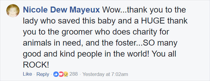 Dog Groomer Opens Shop In Middle Of Night To Give Stray Dog Haircut, Finds Real Beauty Beneath Matted Fur Dog Groomer Opens Shop In Middle Of Night To Give Stray Dog Haircut, Finds Real Beauty Beneath Matted Fur