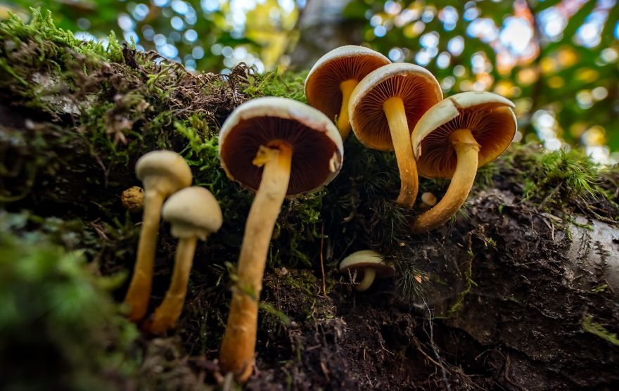 Elevate Your Macro Photos: 5 Tips From A National Geographic Explorer