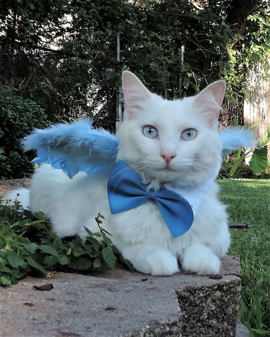 This Cat Has A Bigger Wardrobe Than His Owner This Cat Has A Bigger Wardrobe Than His Owner