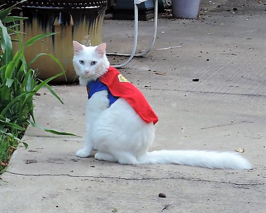 This Cat Has A Bigger Wardrobe Than His Owner This Cat Has A Bigger Wardrobe Than His Owner
