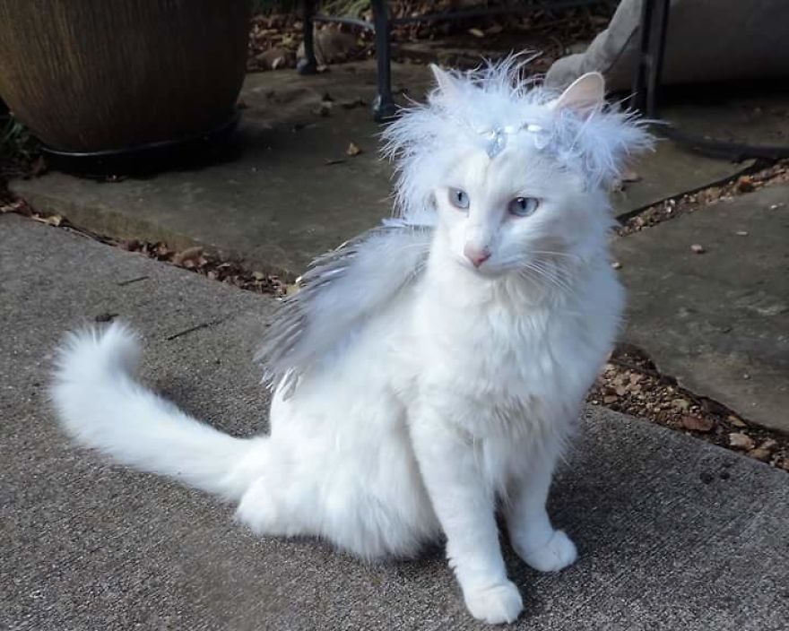 This Cat Has A Bigger Wardrobe Than His Owner This Cat Has A Bigger Wardrobe Than His Owner