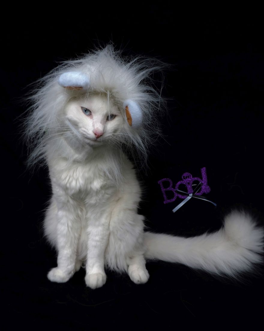 This Cat Has A Bigger Wardrobe Than His Owner This Cat Has A Bigger Wardrobe Than His Owner