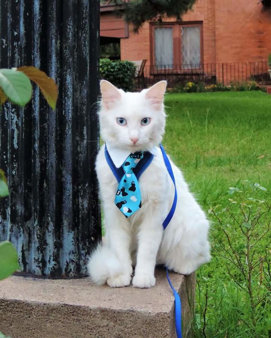 This Cat Has A Bigger Wardrobe Than His Owner This Cat Has A Bigger Wardrobe Than His Owner